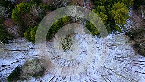 Aerial drone footage rising above a snowy pine forest