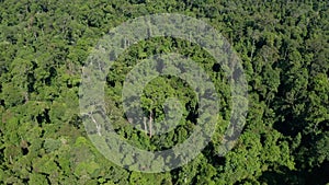 Aerial drone footage of stunning beautiful deep rainforest jungle of Borneo island