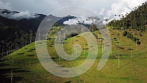 Aerial drone footage of wax palm trees in Cocora Valley, Colombia, Latin America