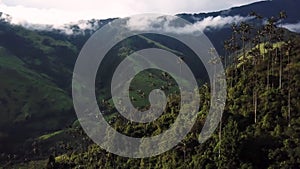 Aerial drone footage of wax palm trees in Cocora Valley, Colombia, Latin America