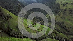 Aerial drone footage of wax palm trees in Cocora Valley, Colombia, Latin America