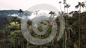 Aerial drone footage of wax palm trees in Cocora Valley, Colombia, Latin America