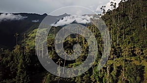 Aerial drone footage of wax palm trees in Cocora Valley, Colombia, Latin America