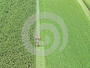 Aerial drone image of an Amish Farmer plowing a corn field during harvest season with a horse drawn plow