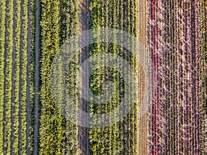 Aerial drone image of fields with diverse crop growth -  polyculture and permaculture photo