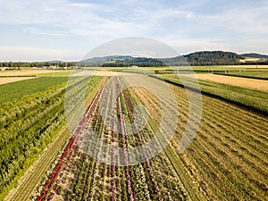 Aerial drone image of fields with diverse crop growth -  polyculture and permaculture