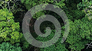 Aerial drone image of the rainforest at Amboro National Park, Bolivia photo