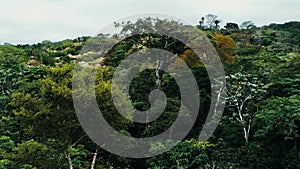 Aerial drone image of the rainforest at Amboro National Park, Bolivia photo