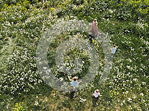 Aerial drone: Mother having quality funny playing time with her baby girls at a park blowing dandelion - Young blonde