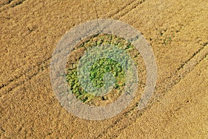 Aerial drone perspective view on overgrowth green weeds on yellow wheat field making big problem and financial lose for