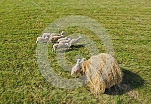Aerial drone perspective view on sheep herd grazing in the meadow with hay bale
