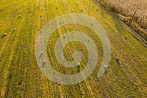 Aerial drone photo of hay rolls in the wheat