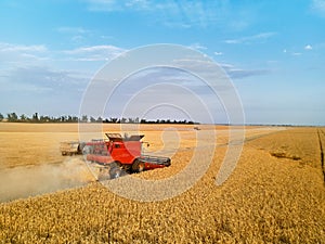 Aerial drone photo of red harvester working in wheat field on sunset. Combine harvesting machine driver cutting crop in