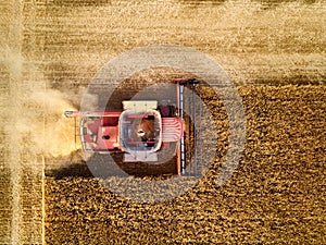 Aerial drone photo of red harvester working in wheat field on sunset. Top view of combine harvesting machine driver