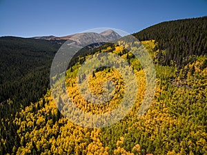 Aerial drone photo - Yellow Autumn leaves of Aspen trees, Colorado Rocky Mountains