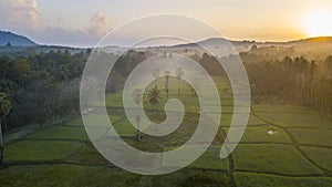 Aerial Drone Photography rice fields with Beautiful light of nature in the morning