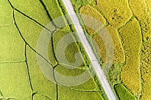 Aerial Drone Photography Top down of green and golden rice fields with Beautiful light of nature in the morning