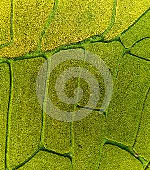 Aerial Drone Photography Top down of green and golden rice fields with Beautiful light of nature in the morning