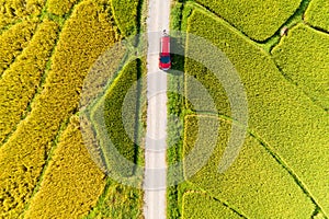 Aerial Drone Photography Top down of Red car with green and golden rice fields in Beautiful light of nature in the morning Amazing