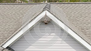 Aerial Drone Picture of a Paper Wasp Nest Under A Roof Peak of a Residential Home