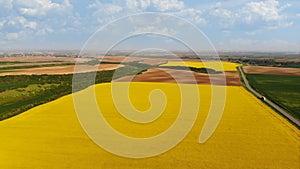 Aerial drone shot of beautiful yellow oil seed rape flowers in the field