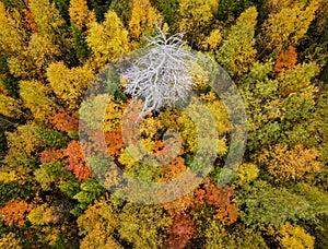 Aerial drone shot of colorful autumn forest from above