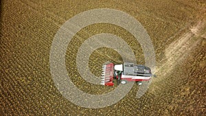 Aerial drone shot of a combine harvester working in a field. Tractors and farm machines harvesting corn in Autumn