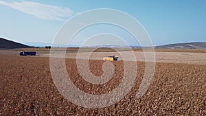 Aerial Drone Shot Directly Overhead Descending of a Combine Harvester with an Auger and a Grain Tank Driving through a Field of Co