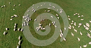 Aerial drone shot flying over a flock of sheep in a green meadow and high mountains,blue skies