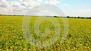 Aerial drone shot, flying over vineyards, approaching sunflower fields, flying over sunflowers in the bright sunlight