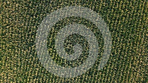 Aerial drone shot of green corn field at summer evening