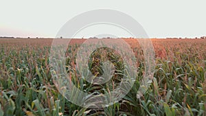 Aerial drone shot of green corn field at summer evening