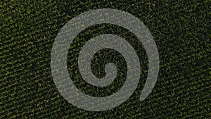 Aerial drone shot of green corn field at summer evening