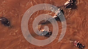 Aerial Drone Shot of Group of Hippos Bathing in Masai Mara River, African Wildlife Safari Animals To