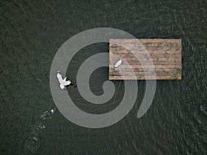 Aerial drone shot of seagulls on the river