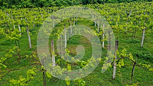 Aerial Drone Shot of wineyards in fall Seasonal with beautiful colours yellow and green