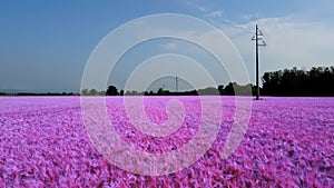 Aerial Drone - States of Hallucination on a Landscape with Pink Wheat Field