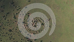 Aerial drone top down view of cattle in african savanna landscape in Laikipia, K