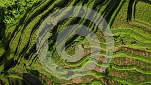 Aerial drone top down view at rice fields, Bali, Indonesia, 4k