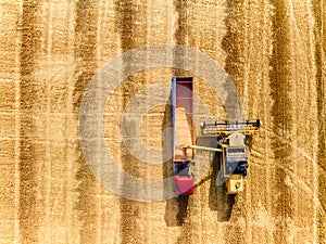 Aerial drone top view from above: overloading grain from combine harvesters into grain truck in field. Harvester unloder