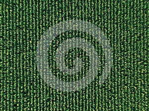Aerial drone top view of cultivated corn field