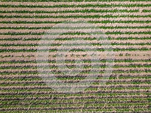 Aerial drone top view of cultivated green corn field, abstract texture of agricultural plantation from above