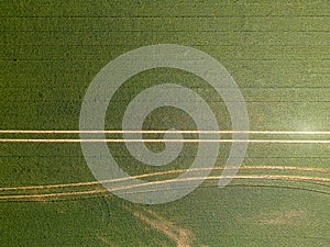 Aerial drone top view of cultivated green corn field, abstract texture of agricultural plantation from above