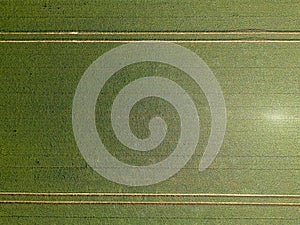 Aerial drone top view of cultivated green corn field, abstract texture of agricultural plantation from above