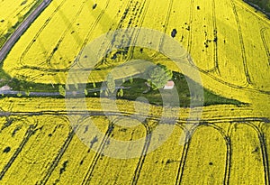 Aerial drone top view fields of rapeseed and wheat with lines on spring or summer day. Nature landscape