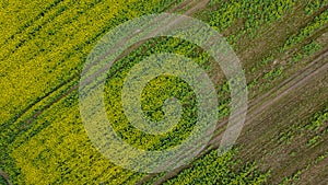 Aerial drone top view fields of rapeseed and wheat with lines from tractor tracks on sunny spring or summer day. Nature background