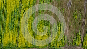 Aerial drone top view fields of rapeseed and wheat with lines from tractor tracks on sunny spring or summer day. Nature background