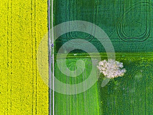 Aerial drone top view fields of rapeseed and wheat with lines from tractor tracks on sunny spring or summer day. Nature background