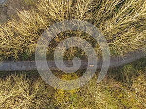 Aerial drone top view on a forest park with a small walking path