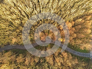 Aerial drone top view on a forest park with a small walking path.